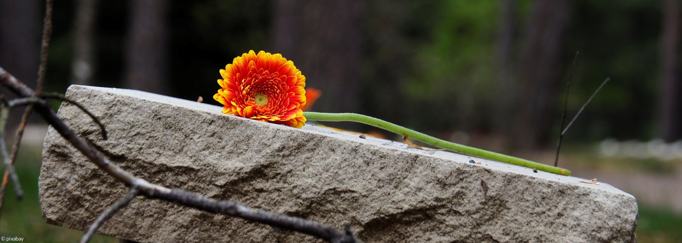 Blume auf Grabstein